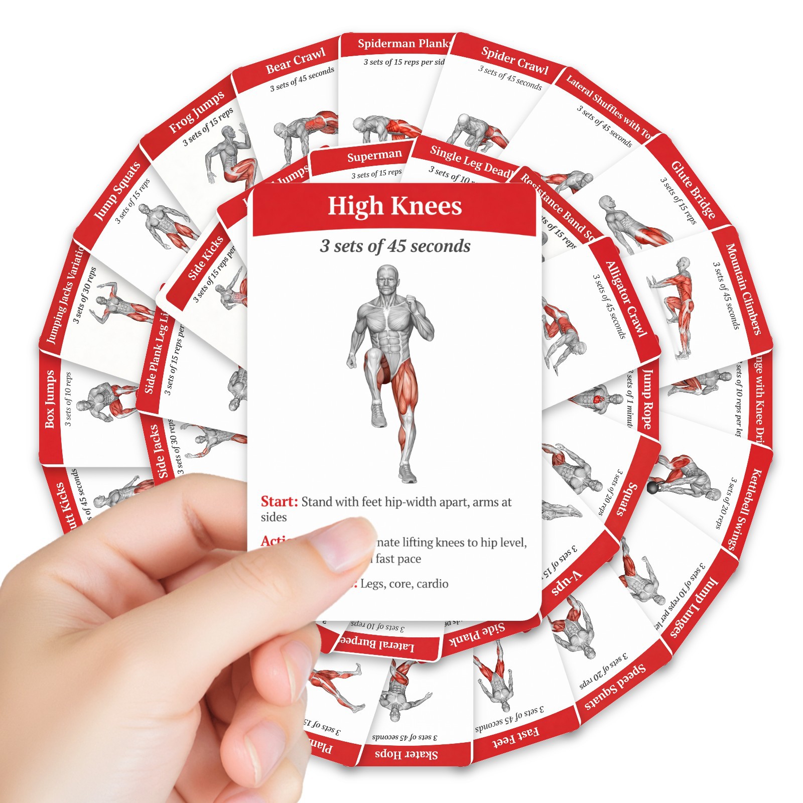 36枚入り 全身脂肪燃焼ワークアウトガイドカード 筋肉図 ホ - Home Gym Full Setup のレビューと価格