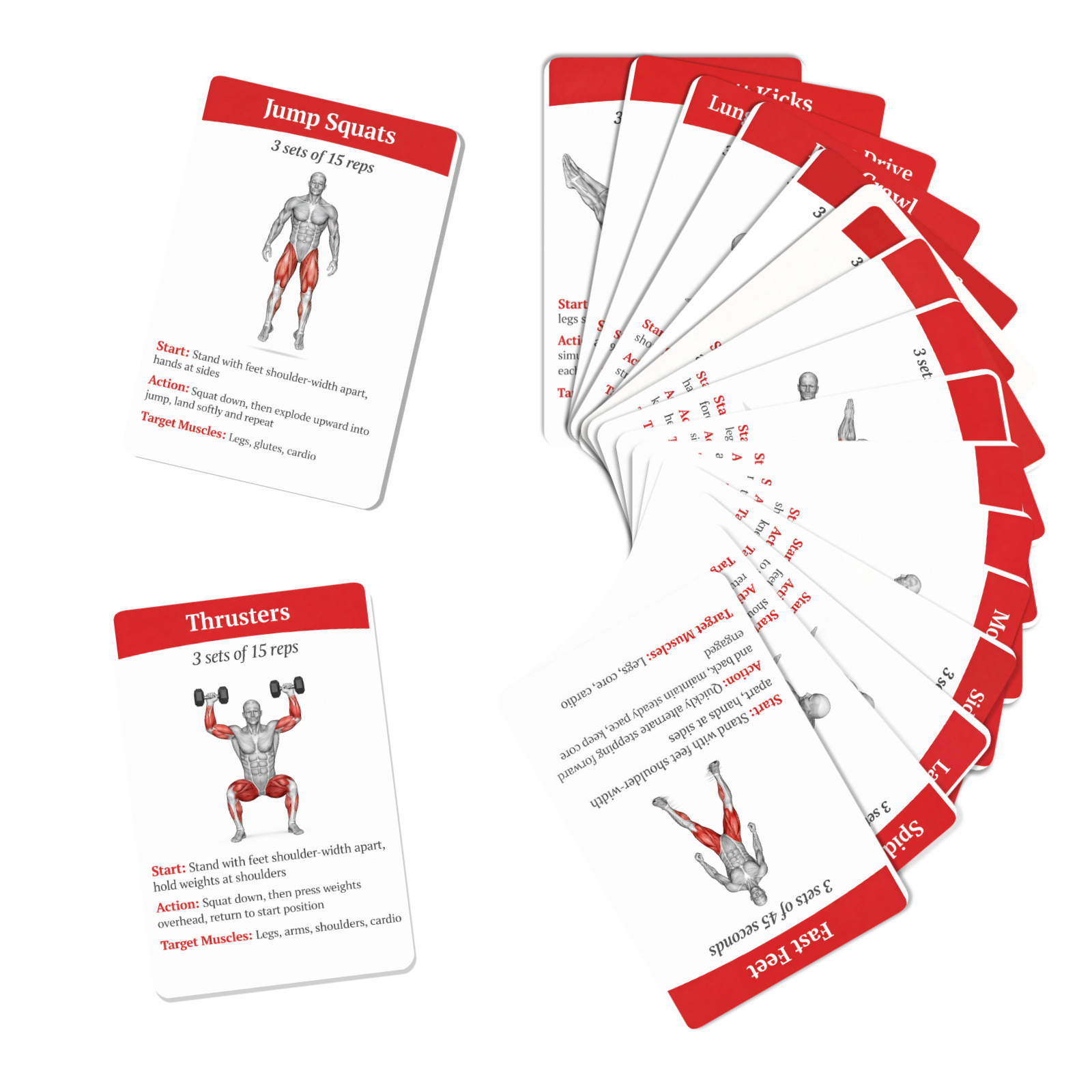 36枚入り 全身脂肪燃焼ワークアウトガイドカード 筋肉図 ホ - Home Gym Full Setup のレビューと価格